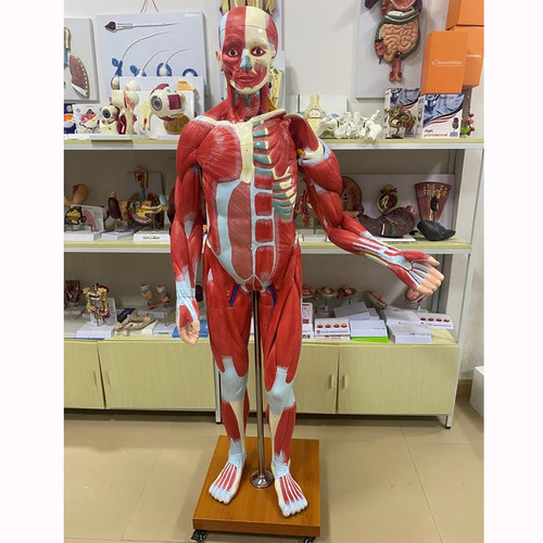 蓝蝶模型一比一人体肌肉内脏解剖