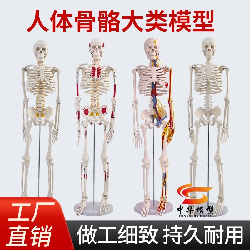蓝蝶模型人体骨骼模型解剖教学