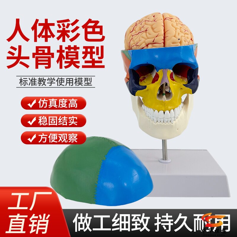 蓝蝶模型自然大头骨头颅骨解剖