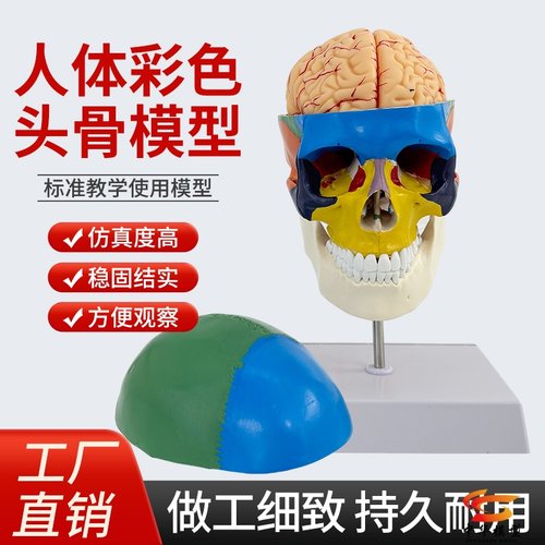 蓝蝶模型自然大头骨头颅骨解剖