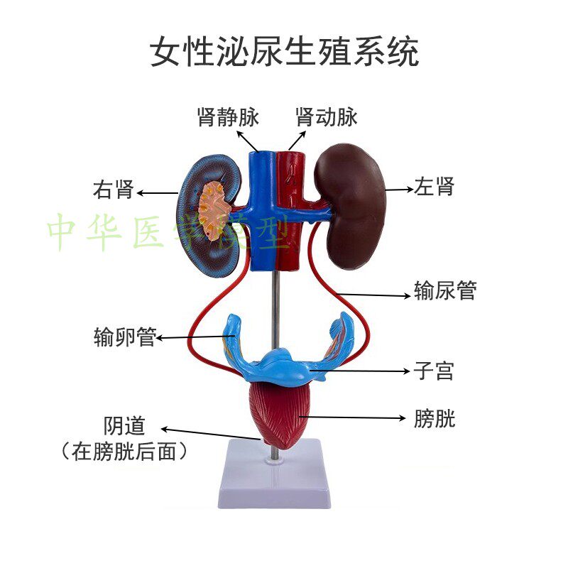 蓝蝶模型生殖系统生殖解剖教学