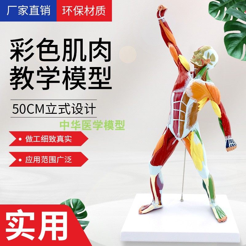 解剖模型人体肌肉中华教学