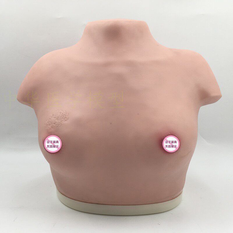 女性乳房乳腺检查模型