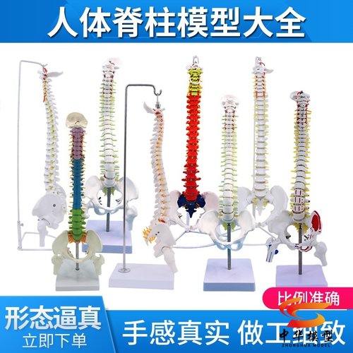 蓝蝶模型人体脊柱骨骼教学