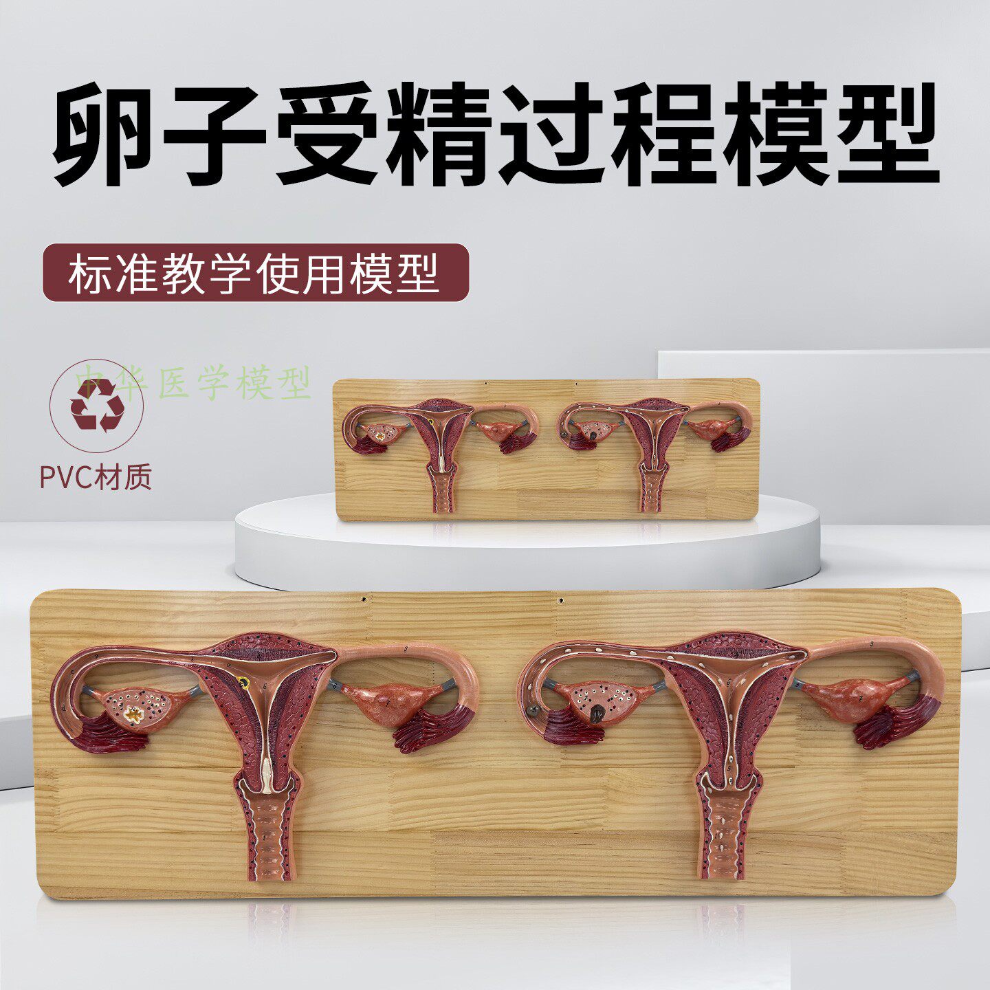 中华卵子受精过程卵巢模