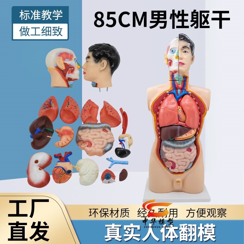 蓝蝶模型85cm男性躯干解剖人体