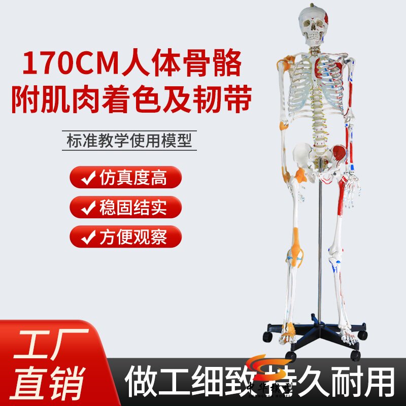 蓝蝶模型170CM全身人体骨骼模型
