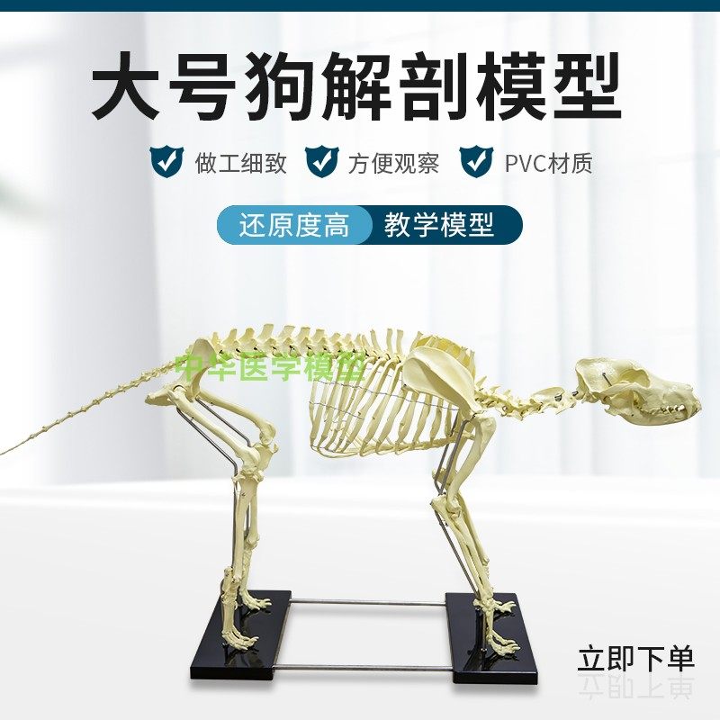 大型狗骨模型 仿真狗骨头 犬骨骼 犬骨架 狗骨架狗标本犬骨骼模型