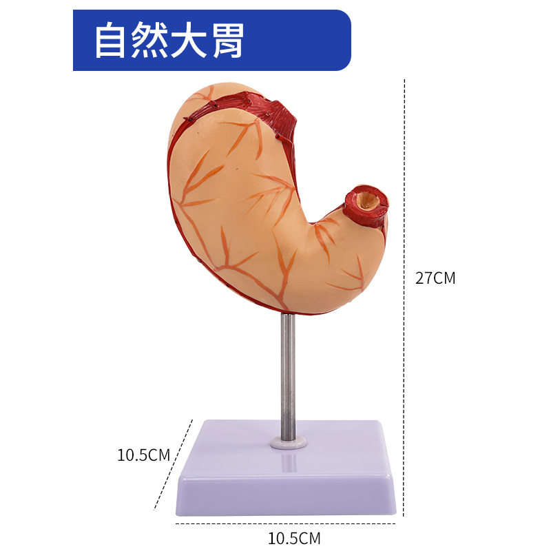 解剖模型自然大胃中华教学