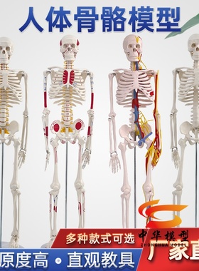 85CM人体骨骼模型 170CM骨架人体模型成人小骷髅教学模型脊椎全身