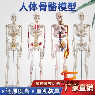 85CM人体骨骼模型 170CM骨架人体模型成人小骷髅教学模型脊椎全身