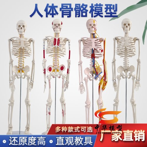 蓝蝶模型85CM人体骨骼骨架教学