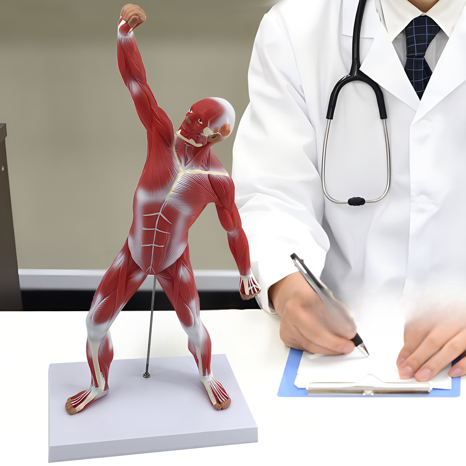 蓝蝶模型人体全身肌肉解剖