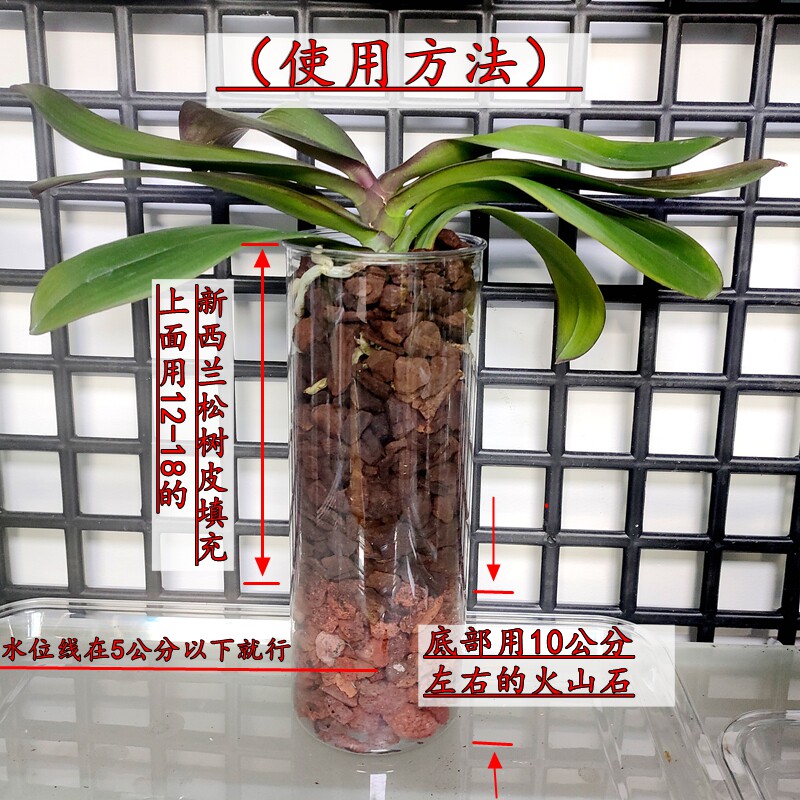 蝴蝶兰水养PET亚克力防摔花瓶客厅插花家用透明百合富贵竹醒花桶图片