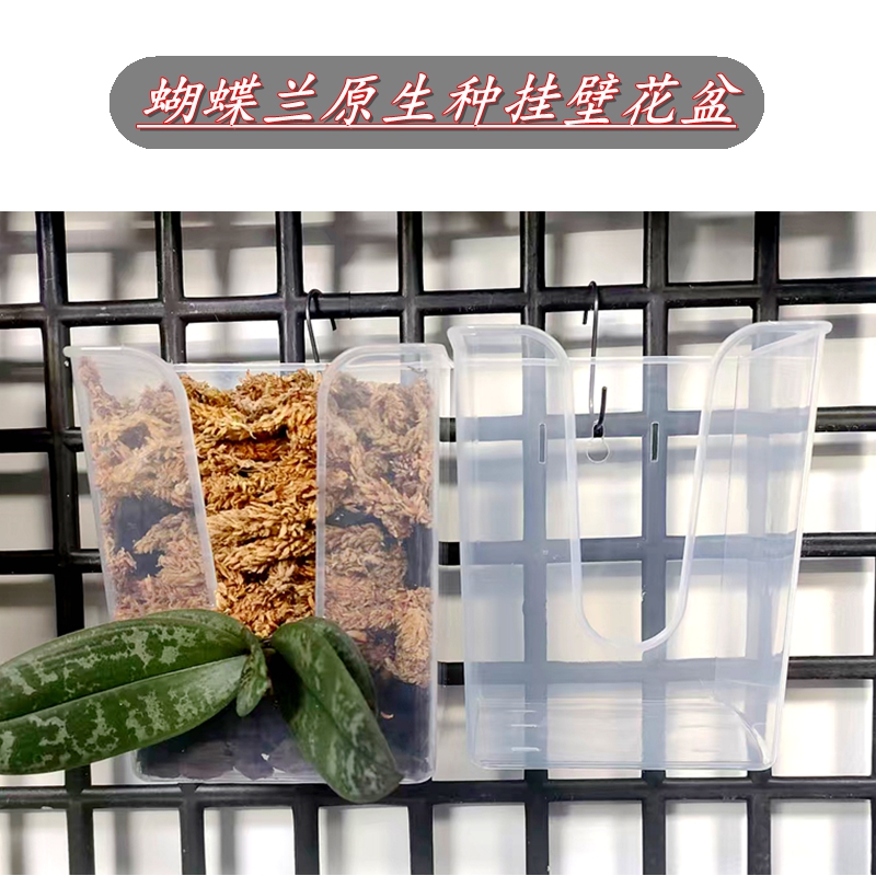佛山蝴蝶兰原生种专用挂壁透明花盆控根透气美观室内树皮水苔镂空