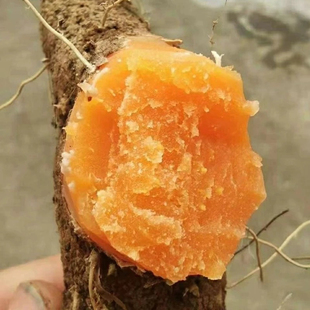 深山野生新款上市现挖可食用新鲜黄姜火头根盾叶薯蓣中药材食材