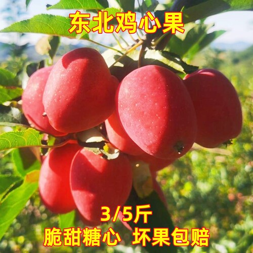 东北鸡心果新鲜脆甜糖心沙果