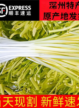 【深州特产】正宗西安庄黄韭顺丰直达黄韭饺子馅韭黄现割现发