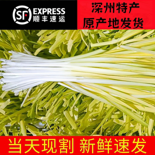 【深州特产】正宗西安庄黄韭顺丰直达黄韭头茬饺子馅韭黄现摘现发