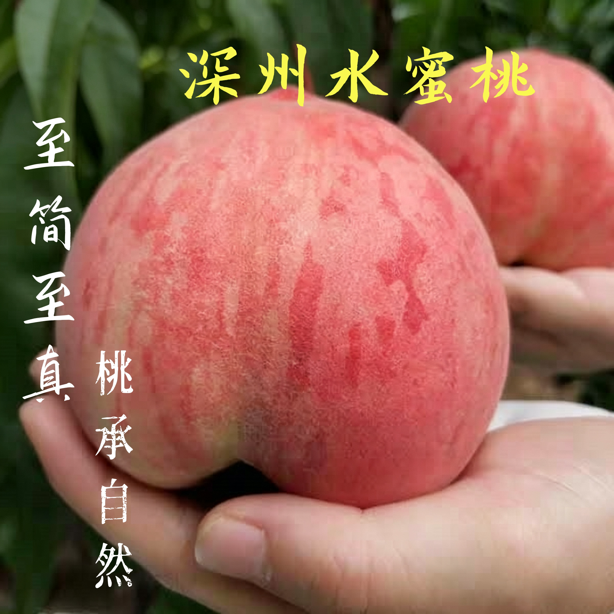 【送礼佳品】深州水蜜桃顺丰包邮桃