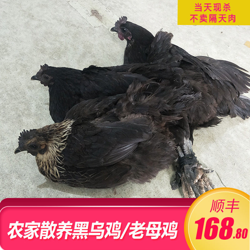 安徽正宗黑羽乌鸡新鲜现杀土鸡农家散养五黑鸡乌骨鸡月子鸡老母鸡