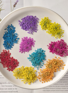 雪珠花押花花材滴胶干花diy手工花植物教学干花天然真花标本美妆