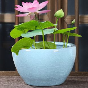 大花缸水培碗莲睡莲铜钱草无孔陶瓷植物花盆金钱草一叶莲水养专用