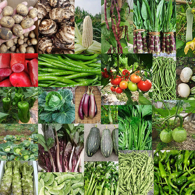 新鲜蔬菜组合茄子豇豆黄瓜丝瓜辣椒苦瓜四季豆黄瓜当季混合农家菜