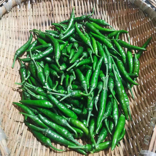 新鲜青小米辣椒现摘特辣青辣椒