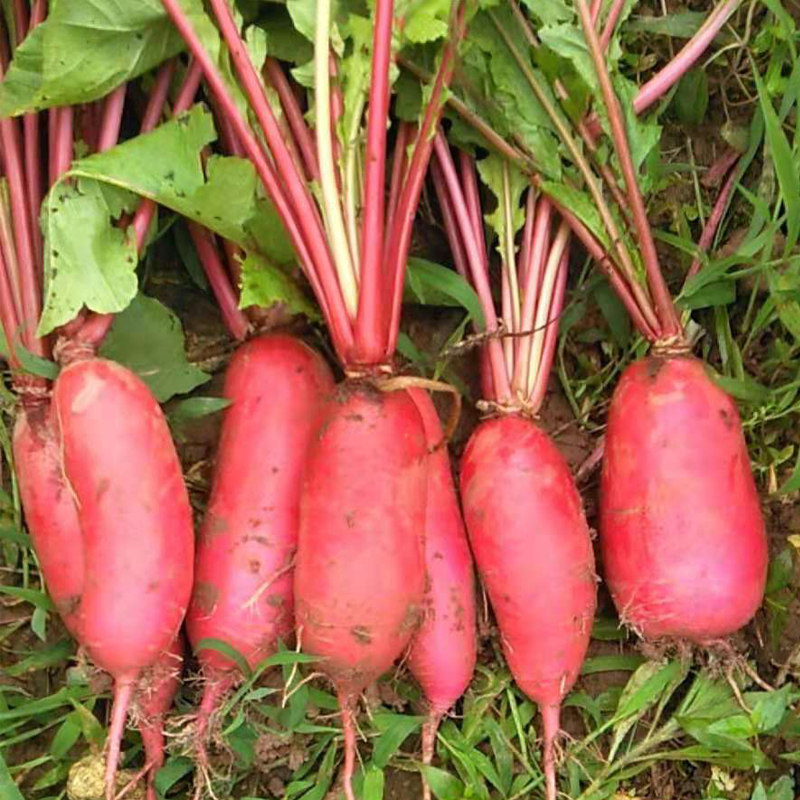 红皮萝卜新鲜菜蔬菜农家自种可泡菜5斤包邮小萝卜四川白心水萝卜,水产肉类/新鲜蔬果/熟食,萝卜/胡萝卜,淘宝优惠券,粉丝福利购,淘宝优惠卷