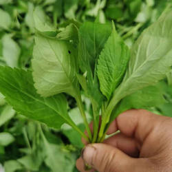 苦菜新鲜苦斋1斤包邮野生苦丁菜绿色煲汤野菜苦斋婆3斤败酱草