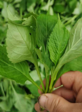 苦菜新鲜苦斋1斤包邮野生苦丁菜绿色煲汤野菜苦斋婆3斤败酱草