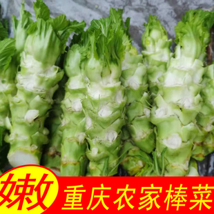 新鲜棒棒菜农家菜时令泡菜原料芥菜头重庆当季蔬菜现摘现发青菜头