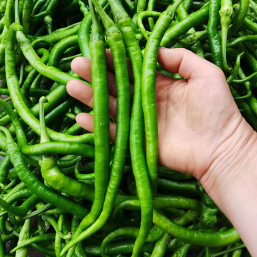 青辣椒二荆条新鲜当季特辣线椒