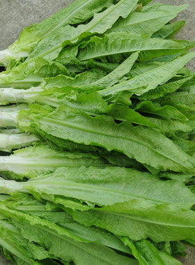 农家新鲜莴笋绿色蔬菜食用农产品时令火锅重庆产地直销5斤青莴苣