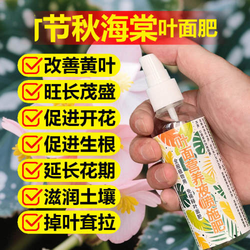 竹节秋海棠专用肥料盆栽绿植物营养液海棠花卉家庭养护土壤花肥料