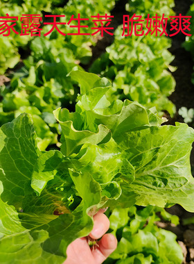 生菜新鲜农家露天种植蔬菜绿色青菜烤肉卷沙拉涮火锅可生吃叶菜