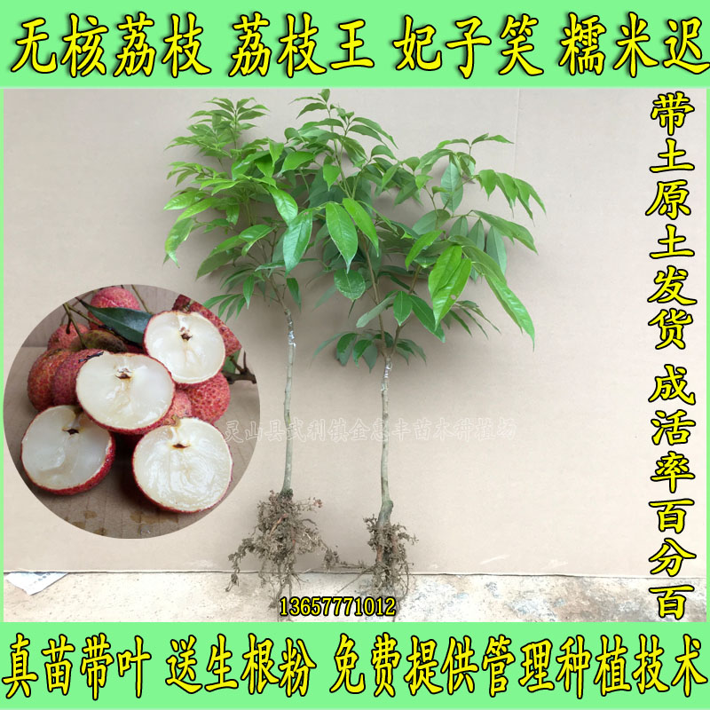 荔枝苗