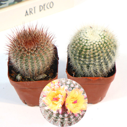 红芙蓉仙人球素材模板 红芙蓉仙人球图片下载 小麦优选