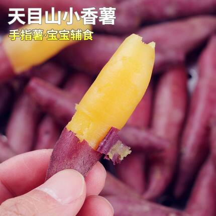 现挖小香薯小红薯手指小薯宝宝辅食新鲜软糯香甜当季红薯