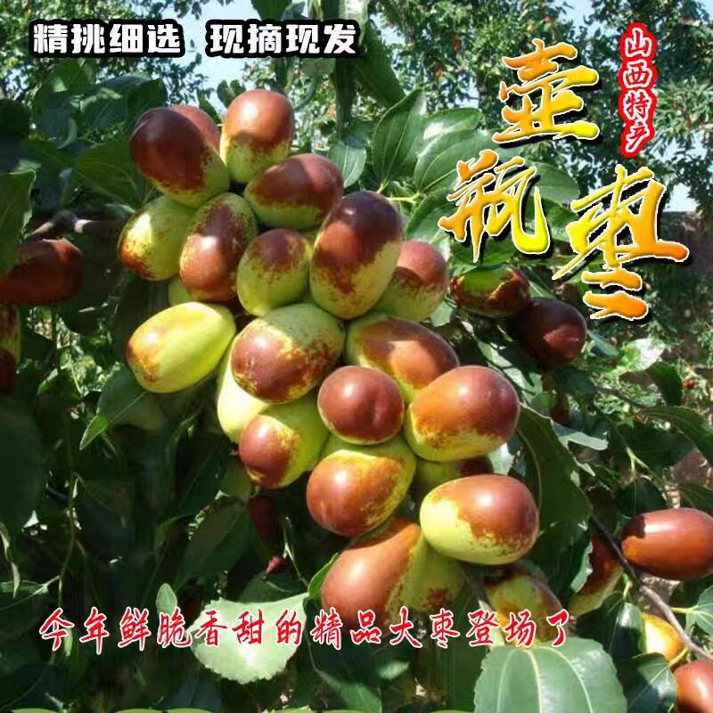 正宗山西太谷壶瓶枣新鲜脆枣