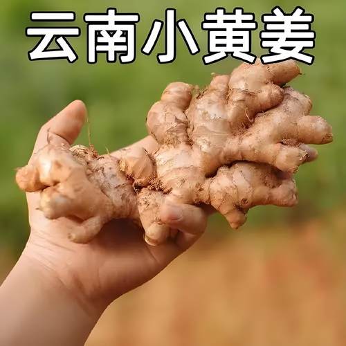 云南小黄姜新鲜现挖当季蔬菜