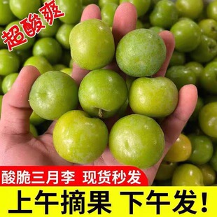 广西新鲜三月李5斤大果腌制酸脆青李子水果现货速发孕妇整箱包邮