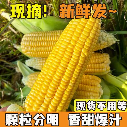 广西黄金水果玉米甜玉米