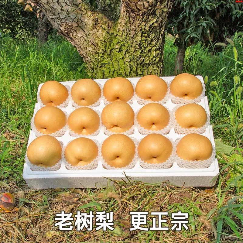 正宗秋月梨当季羊脂梨子