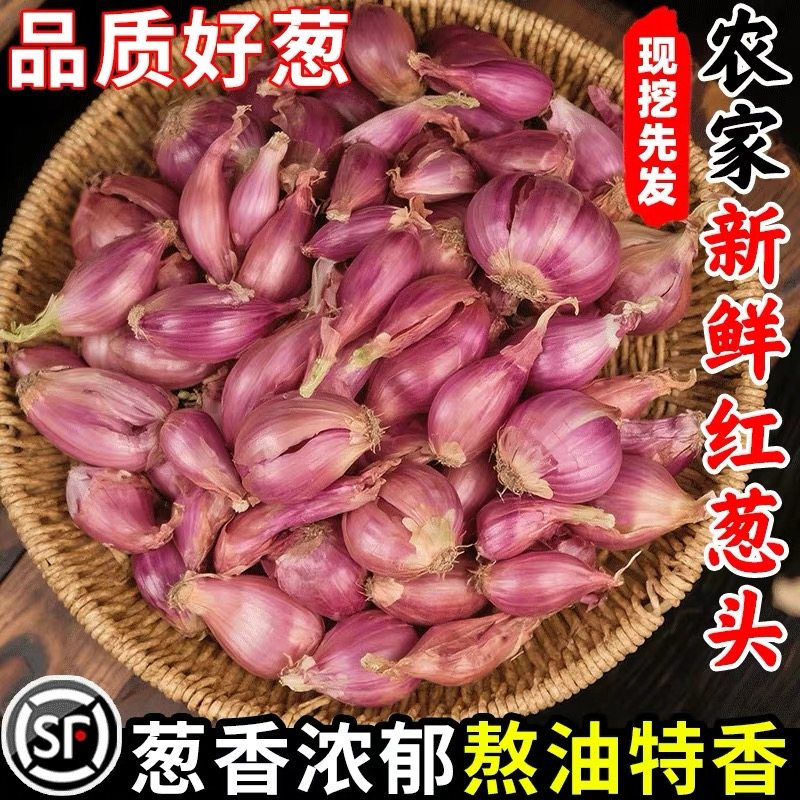 新鲜红葱头干葱头正宗广东小香葱头红皮四季葱种做肠粉卤肉油葱酥