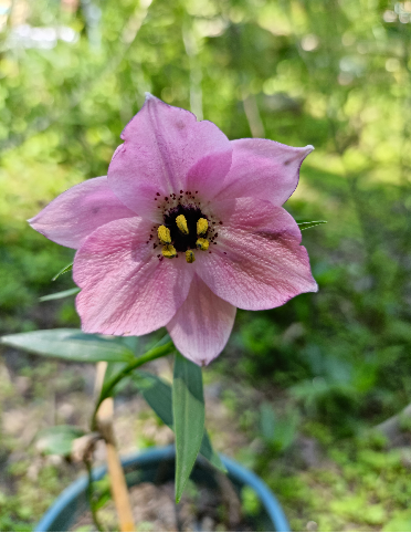 少斑小豹子花满3球包邮