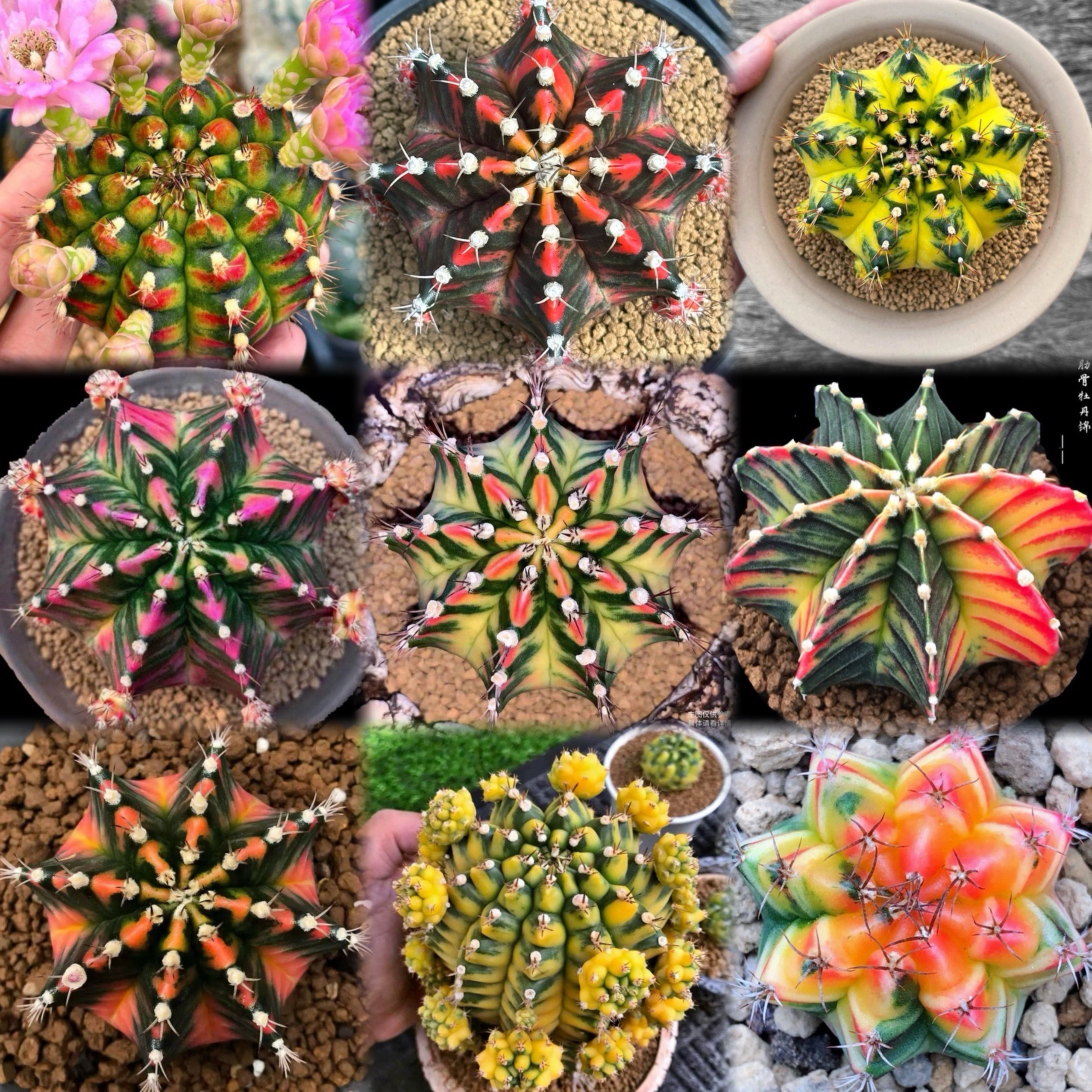 【秋上新】米哈牡丹锦仙人球一物一拍 多肉植物盆栽花卉趣味绿植