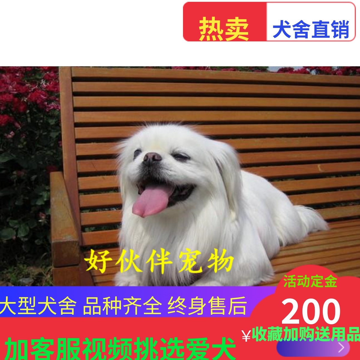 纯种京巴幼犬活体小型犬哈巴狗京巴犬狮子狗北京犬白色家养宠物狗