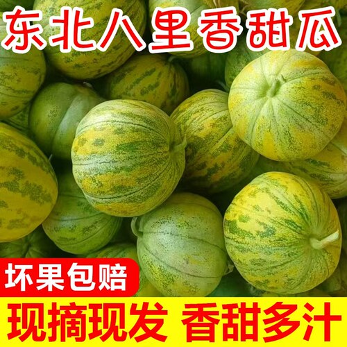 香瓜东北 八里香脆甜多汁当季现摘小甜瓜孕妇水果八里香新鲜包邮
